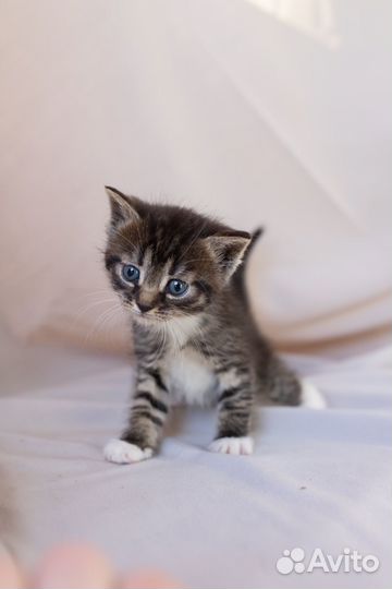 Котенок девочка, 1,5 месяца