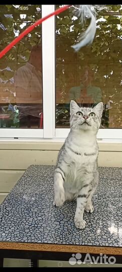 Египетская мау