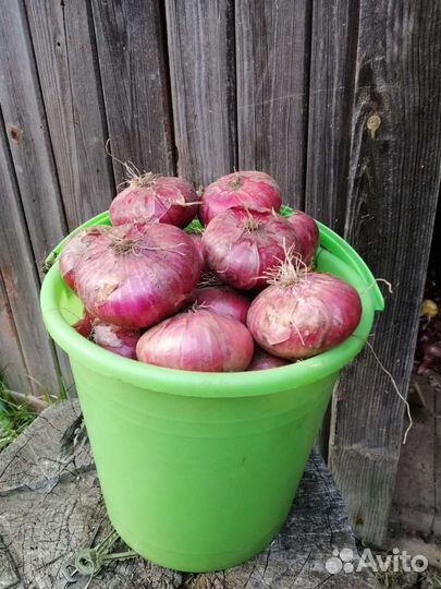 Лук даниловский