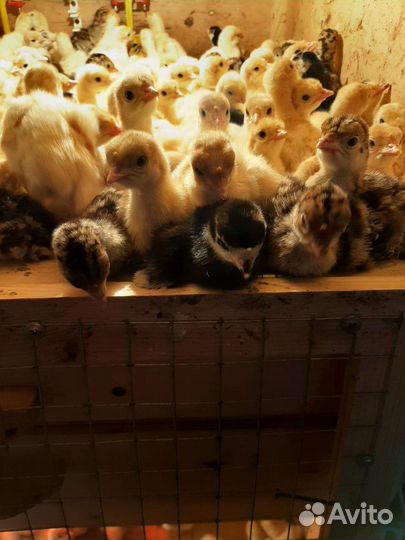 Индюшата суточные