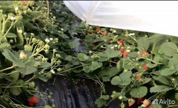 Рассада клубники и клюквы крупноплодной