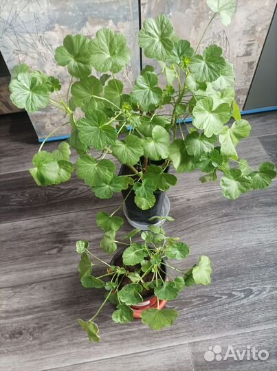 Комнатные цветы