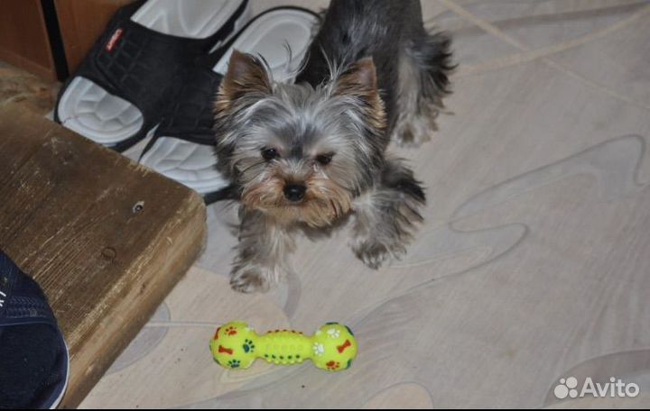 Йоркширский терьер