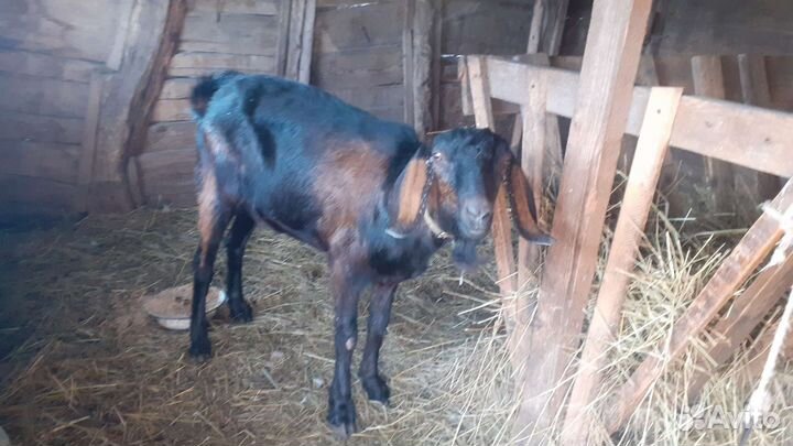 Дойные козы