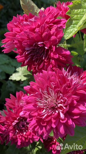 Многолетние цветы Хризантемы Дубки