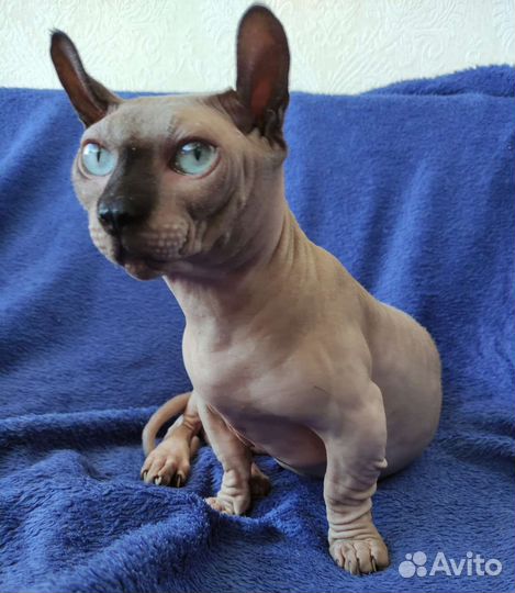 Двэльф эльф канадский сфинкс кот