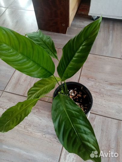 Спатифиллум уоллиса