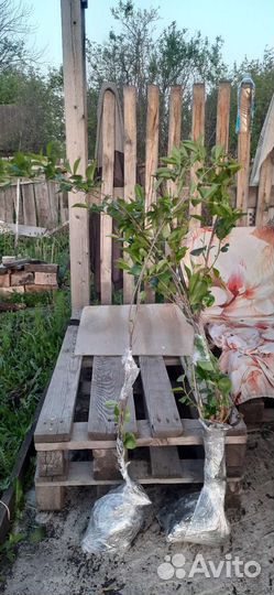 Рассада клубники купчиха