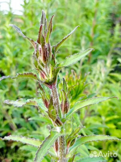 Колокольчик средний махровый