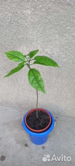 Клеродендрум