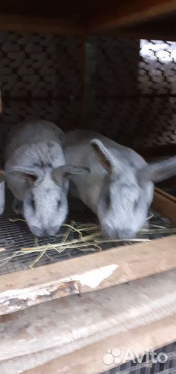 Продаются кролики