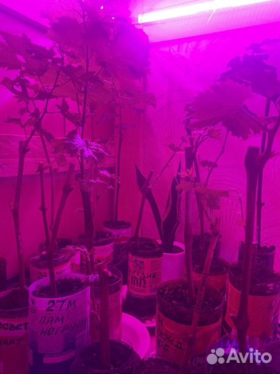 Продаются саженцы и черенки винограда