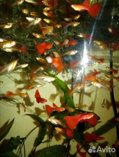 Гуппи чистая линия Full red albino