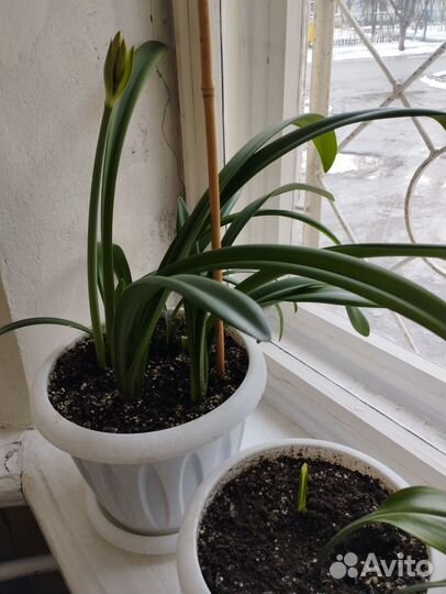 Комнатные растения цветы в ассортименте