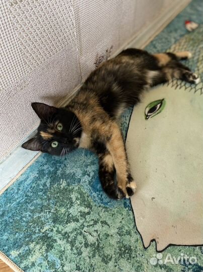 Котенок, кошка