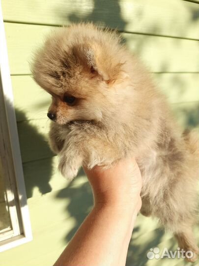 Щенки шпица