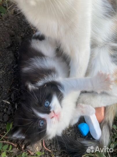 Котенок в добрые руки