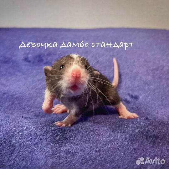 Редкие крысята дамбо