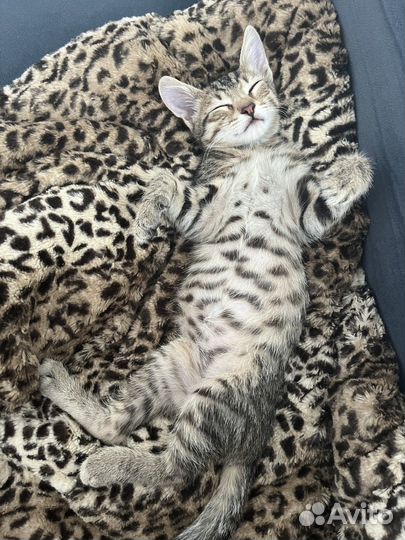 Котенок