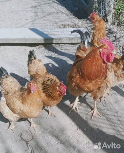 Петух породы Кучинская Юбилейная