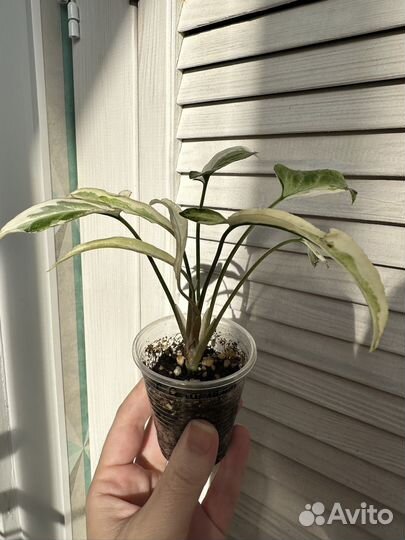 Сингониум старлайт