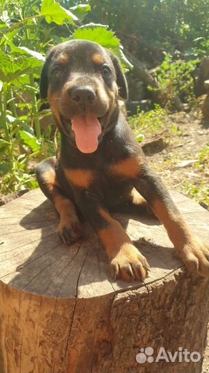 Продам щенков добермана