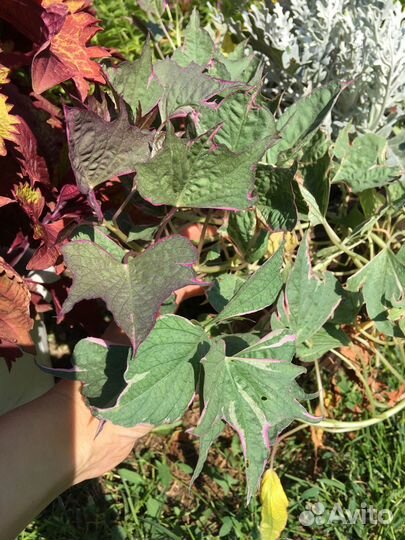 Продам срез ипомеи батат