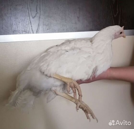 Инкубационное яйцо порода Леггорн