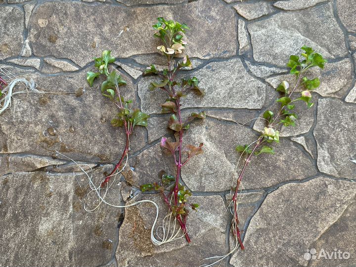 Альтернантера бетхикиана