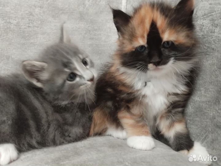 Котята мейн-кун