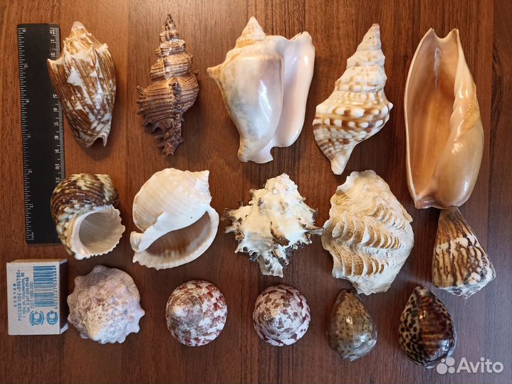 Ракушки для коллекции и аквариума