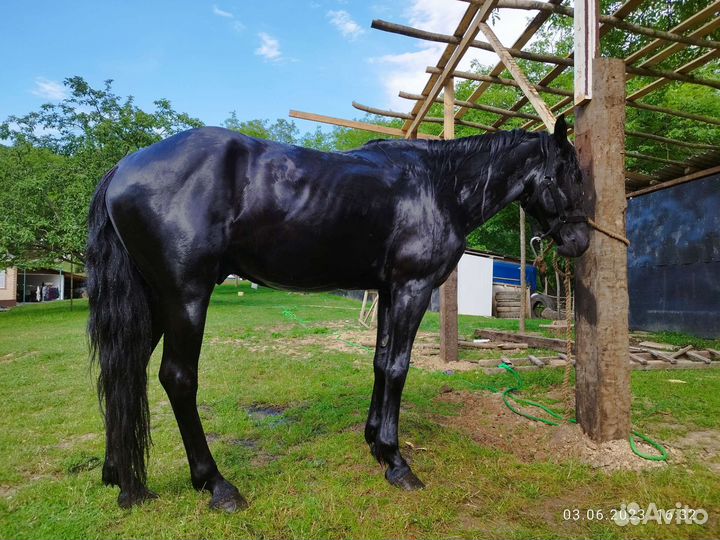 Карачаевский жеребец