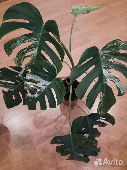 Монстера вариегатная