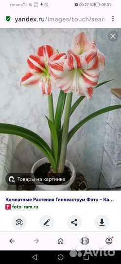 Ирис гипераструм