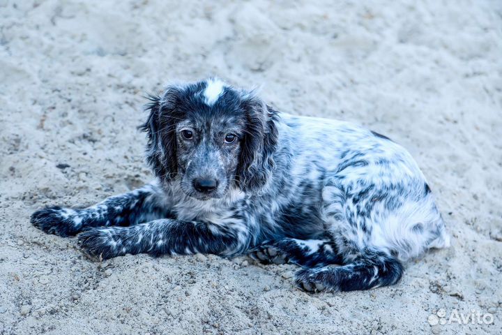 Русский спаниель