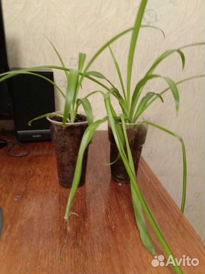 Хлорофитум