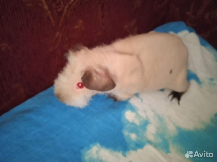 Морская свинка скинни девочка