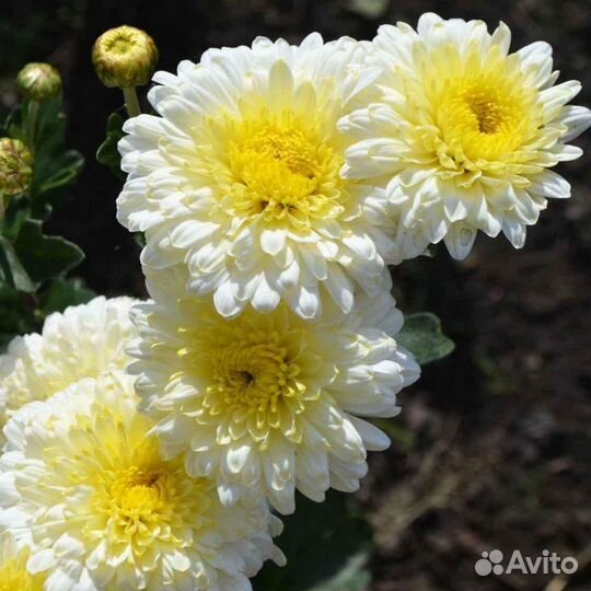 Хризантема