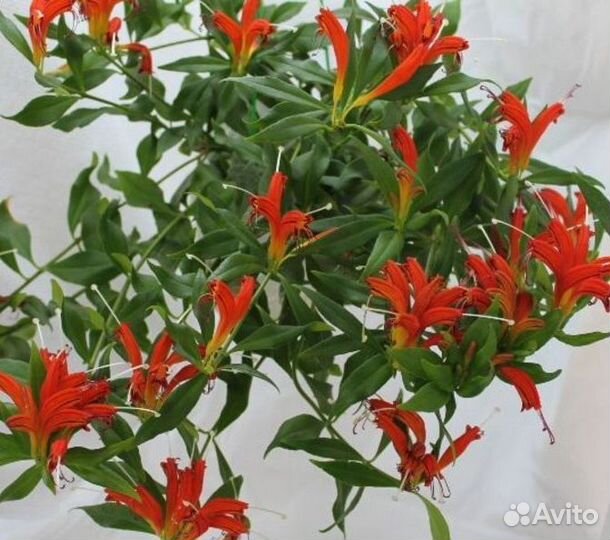 Эсхинантус жар птица