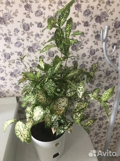 Комнатные растения