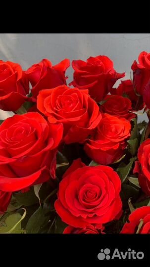 Одна роза от