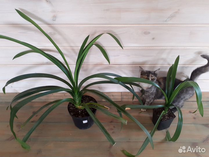 Кливия Церопегия Аспарагус