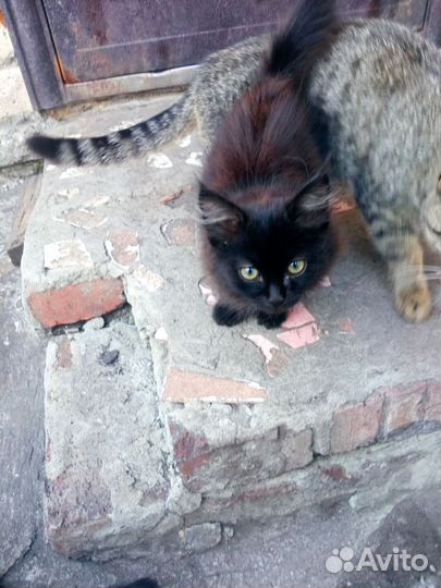 Котята в добрые руки бесплатно