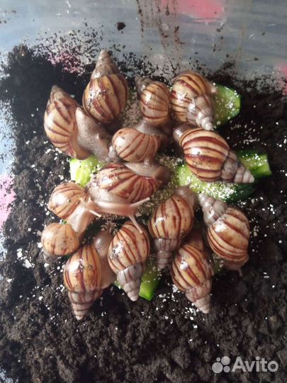 Улитки ахатины