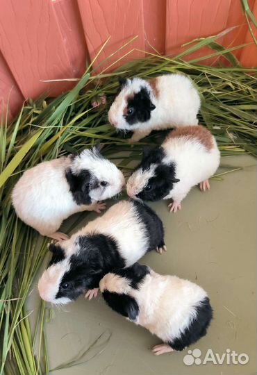 Морская свинка американский тедди