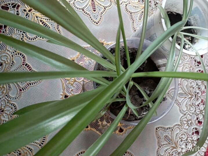 Хлорофитум