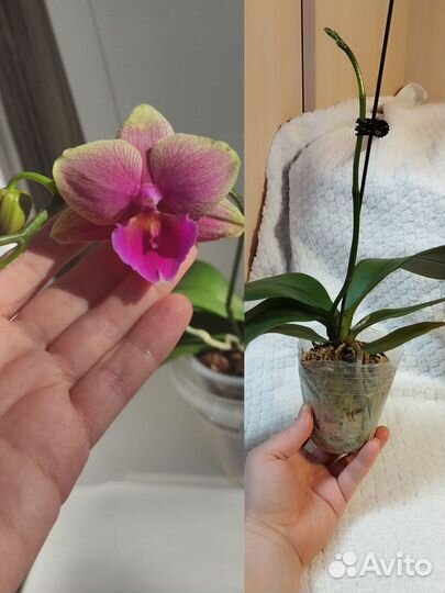 Орхидея фаленопсис