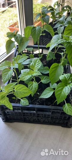 Продам томаты(помидоры)