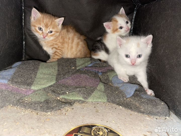 Котята