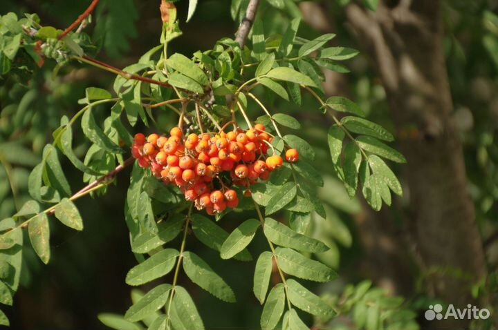Саженцы рябины обыкновенной